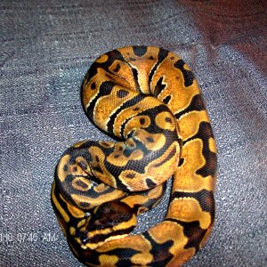 ball pythons for sale
