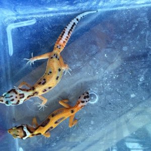 g project emerine jungle possible het for raptor (left) 150$,emerine jungle