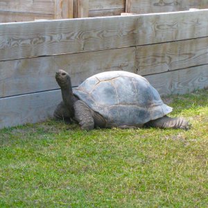 ALDABRA BREEDER