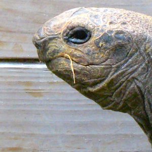 ALDABRA BREEDER