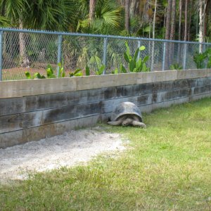 ALDABRA BREEDER