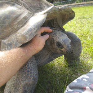 ALDABRA BREEDER