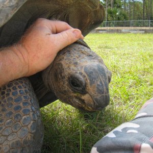 ALDABRA BREEDER
