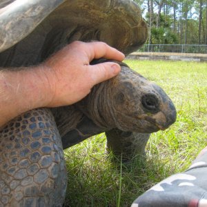 ALDABRA BREEDER