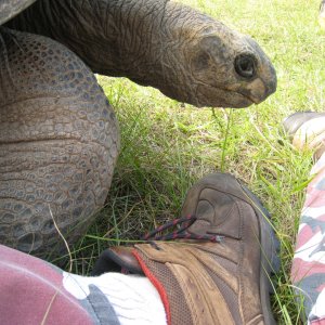 ALDABRA BREEDER
