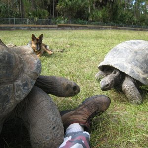 ALDABRA BREEDER