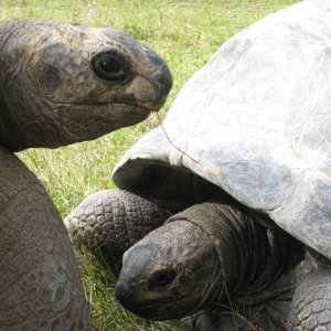ALDABRA BREEDER