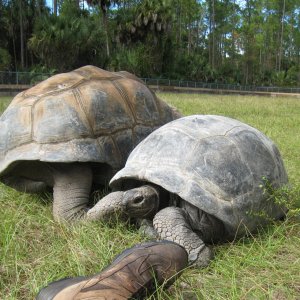 ALDABRA BREEDER