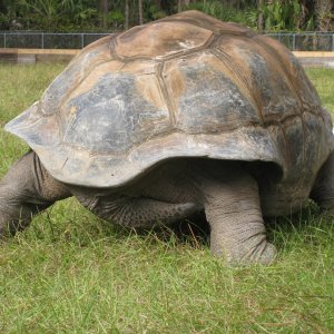 ALDABRA BREEDER