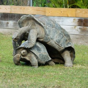 ALDABRA BREEDER