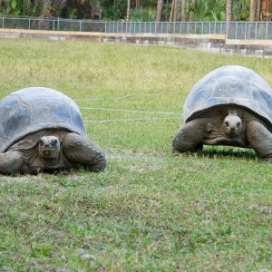 ALDABRA BREEDER