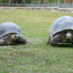 ALDABRA BREEDER