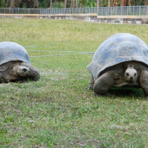 ALDABRA BREEDER