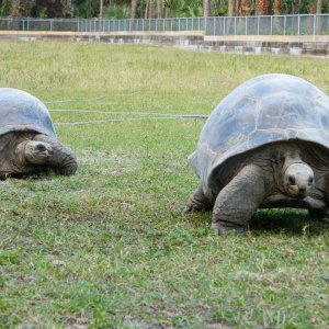 ALDABRA BREEDER
