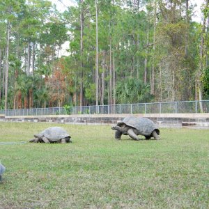 ALDABRA BREEDER
