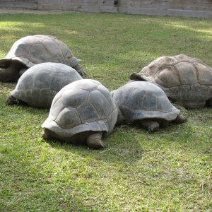 ALDABRA BREEDER