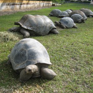 ALDABRA BREEDER