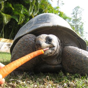 ALDABRA BREEDER
