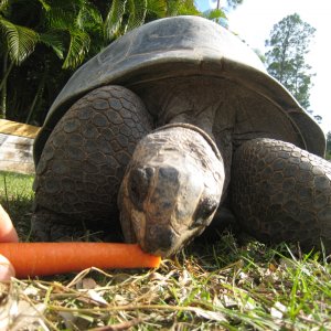 ALDABRA BREEDER