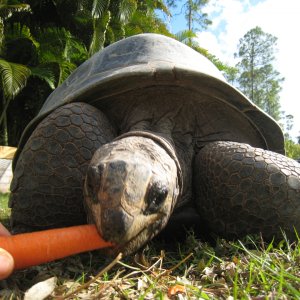 ALDABRA BREEDER