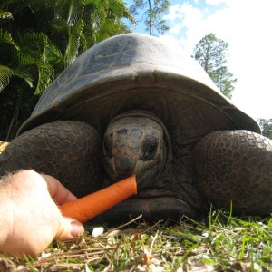 ALDABRA BREEDER