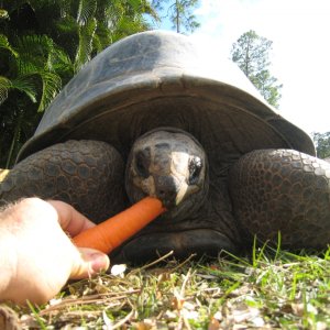 ALDABRA BREEDER