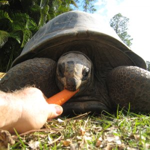 ALDABRA BREEDER