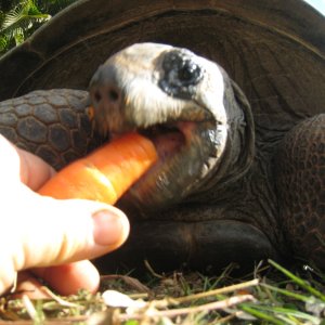 ALDABRA BREEDER