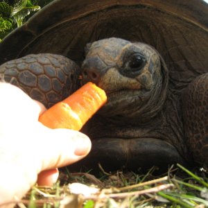 ALDABRA BREEDER