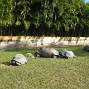 ALDABRA BREEDER