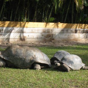 ALDABRA BREEDER