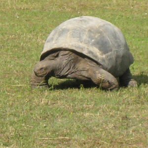 ALDABRA BREEDER