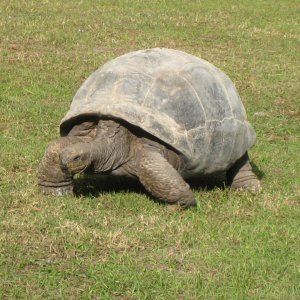 ALDABRA BREEDER