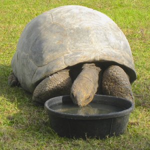 ALDABRA BREEDER