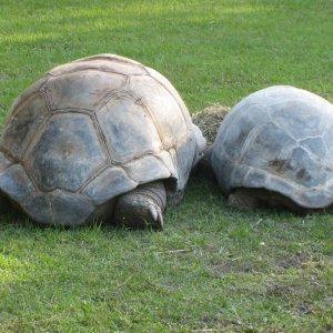ALDABRA BREEDER
