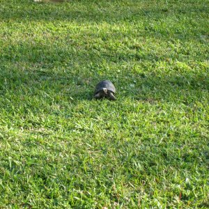 ALDABRA BREEDER
