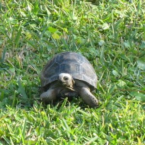 ALDABRA BREEDER