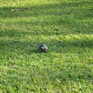 ALDABRA BREEDER