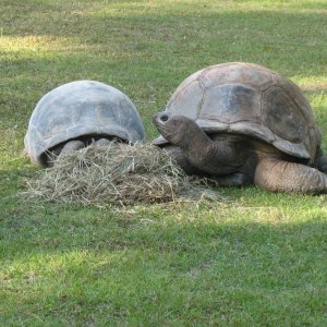 ALDABRA BREEDER