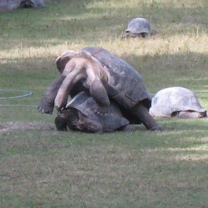 ALDABRA BREEDER