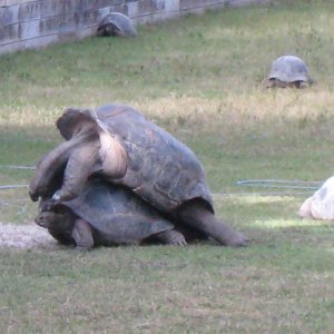 ALDABRA BREEDER
