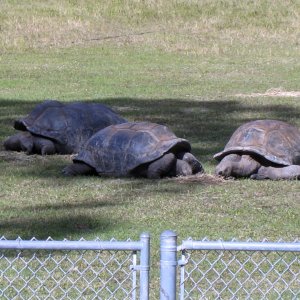 ALDABRA BREEDER