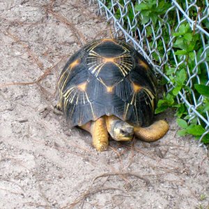 ALDABRA BREEDER