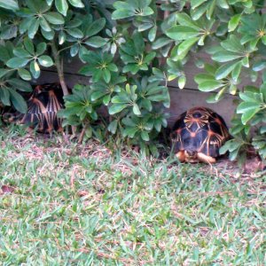 ALDABRA BREEDER