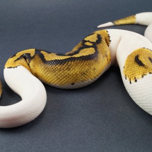 Male Pied