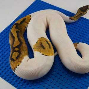 Male Pied