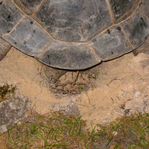 ALDABRA BREEDER