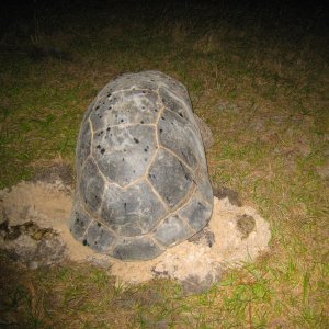 ALDABRA BREEDER