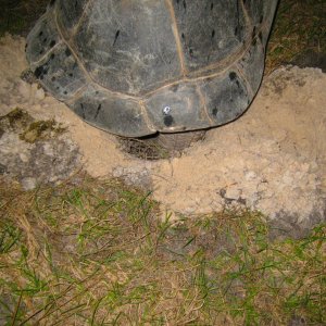ALDABRA BREEDER