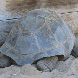 ALDABRA BREEDER